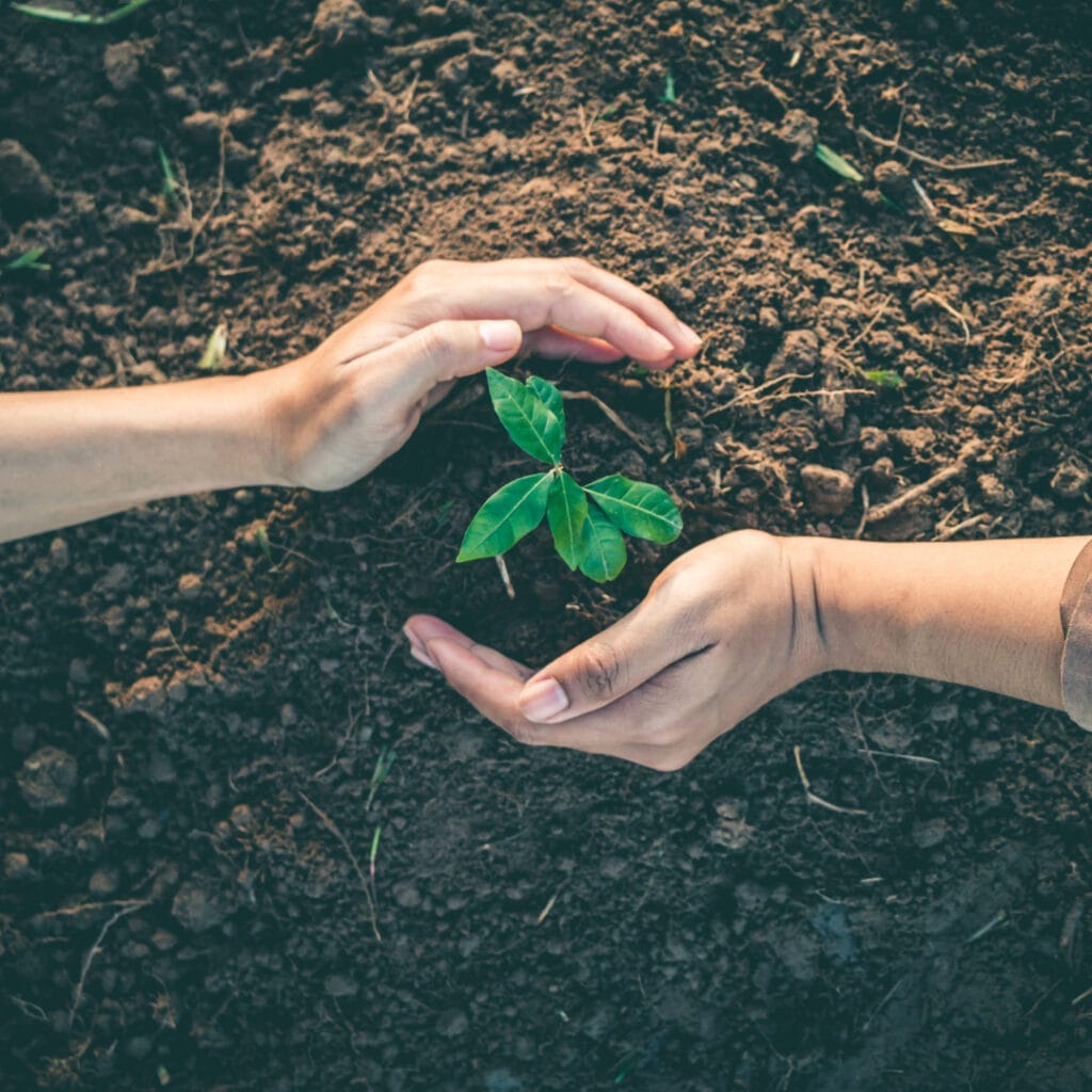 Students planting a tree in the soil.